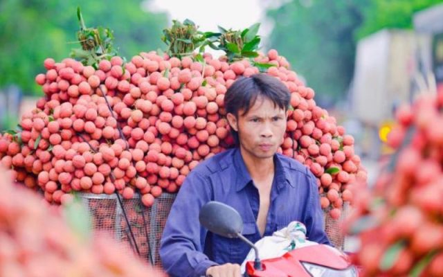 vải thiều được quảng bá trên toàn cầu