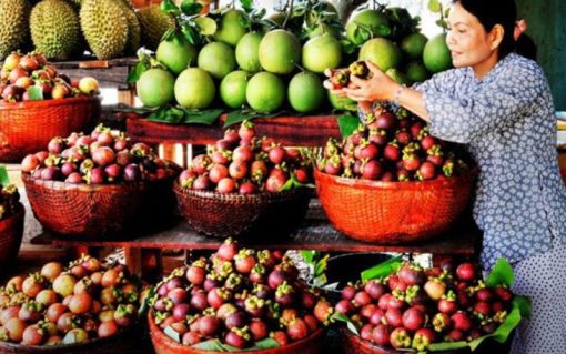 MENU TRÁI CÂY MIỀN TÂY – Giao hàng vào thứ 2 hằng tuần.